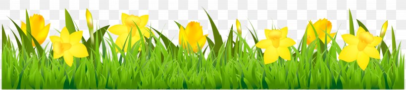 Daffodil Clip Art, PNG, 4268x950px, Daffodil, Color, Commodity, Drawing, Field Download Free