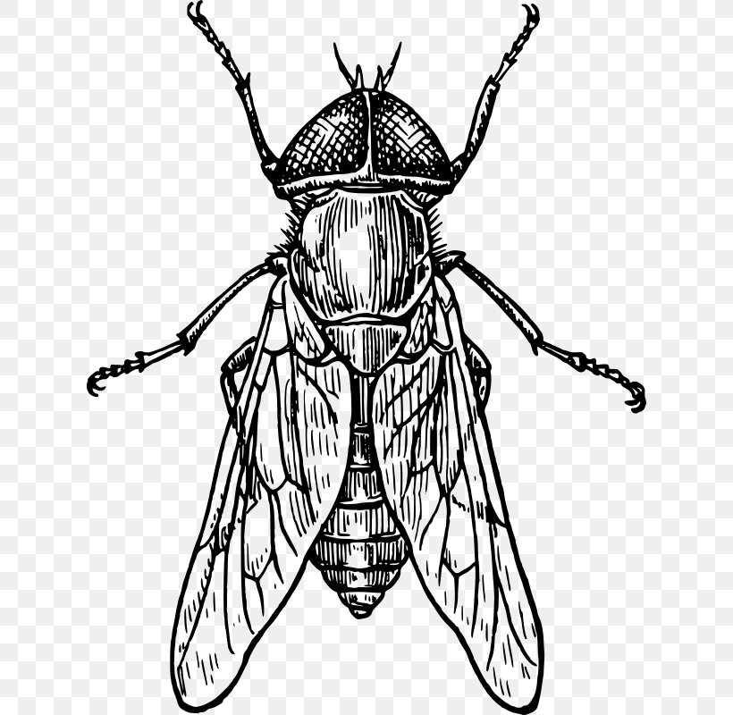 How To Draw Insects Bee Drawing Line Art, PNG, 626x800px, Insect, Art, Arthropod, Artwork, Bee Download Free