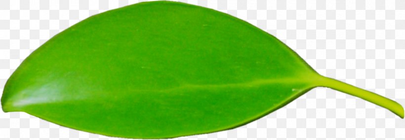 Leaf Product Design, PNG, 1200x417px, Leaf, Grass, Green, Plant Download Free