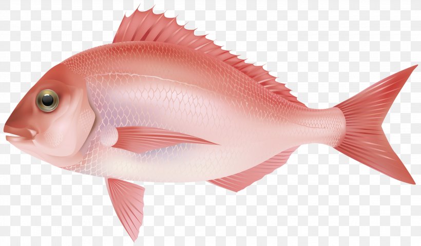 Northern Red Snapper Fish Products Fish As Food Marine Biology Ocean, PNG, 3000x1755px, Fish, Animal Source Foods, Carp, Deep Sea Fish, Fin Download Free