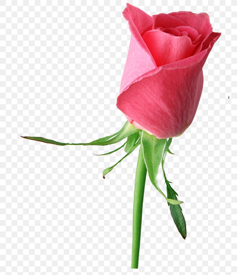 Rose Clip Art Pink Desktop Wallpaper Image, PNG, 767x950px, Rose, Anthurium, Artificial Flower, Beige, Black Rose Download Free