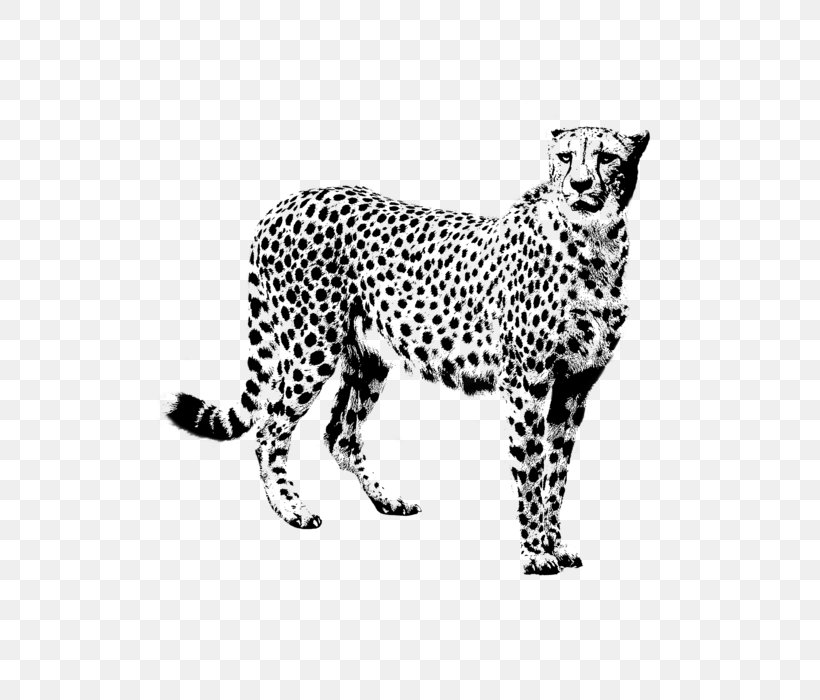 Cats Cartoon, PNG, 540x700px, Cheetah, African Leopard, Animal Figure, Blackandwhite, Drawing Download Free