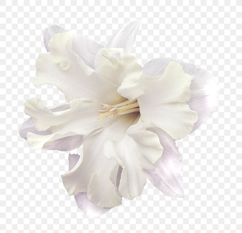 Cut Flowers Cape Jasmine Petal Hair, PNG, 800x790px, Cut Flowers, Cape Jasmine, Clothing Accessories, Flower, Flowering Plant Download Free
