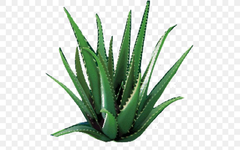 Aloe Vera Forever Living Products Lotion Medicinal Plants Asphodelaceae, PNG, 512x512px, Aloe Vera, Agave, Agave Azul, Aloe, Aloes Download Free