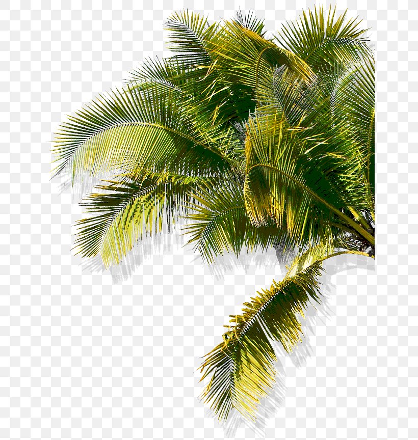Asian Palmyra Palm Babassu Oil Palms Coconut Date Palm, PNG, 651x864px, Asian Palmyra Palm, Arecaceae, Arecales, Attalea, Attalea Speciosa Download Free