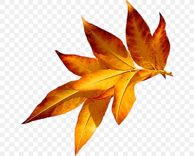 Autumn Leaves Maple Leaf Я, как осенний лист Abscission, PNG, 650x659px, Autumn Leaves, Abscission, Autumn, Green, Leaf Download Free