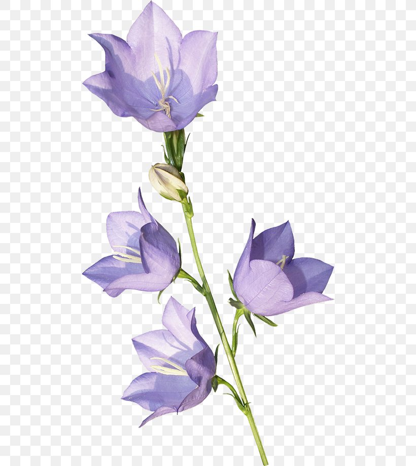 Harebell Flower Violet School Bell, PNG, 500x920px, Harebell, Bell, Bellflower, Bellflower Family, Bellflowers Download Free