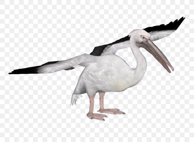 Heron Water Bird Spoonbills Great White Pelican, PNG, 800x600px, Heron, Anatidae, Animal, Apodiformes, Beak Download Free