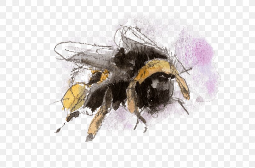 Honey Bee Bumblebee Insect Nature, PNG, 848x561px, Honey Bee, Animal, Arthropod, Bee, Bumblebee Download Free