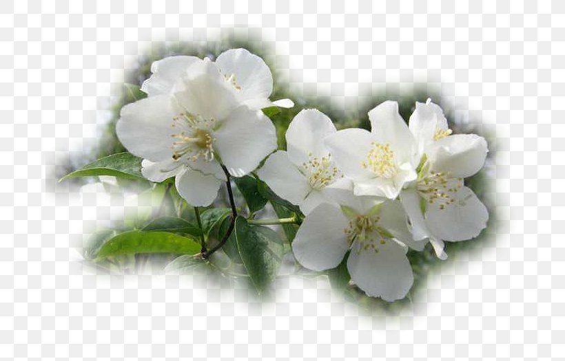 Jasmine Rose Family Cherry Blossom, PNG, 700x525px, Jasmine, Blossom, Branch, Branching, Cherry Download Free