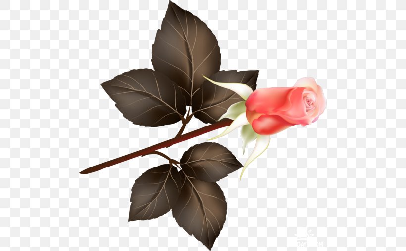 Leaf Flower Clip Art, PNG, 500x508px, Leaf, Beach Rose, Cut Flowers, Flower, Flowering Plant Download Free