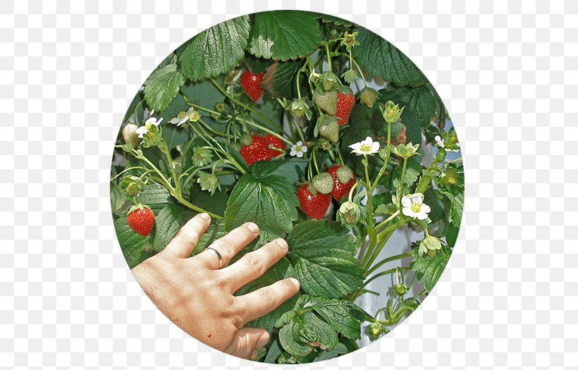 Amazon.com Vertical Farming Food Agriculture Gardening, PNG, 541x525px, Amazoncom, Agriculture, Flowerpot, Food, Foot Download Free