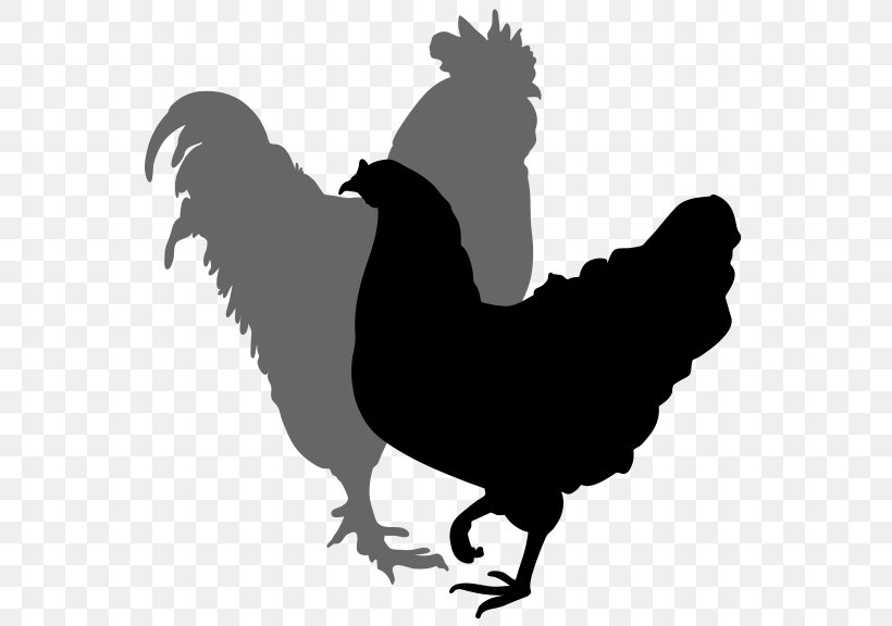 Chicken Rooster Silhouette Hen Clip Art, PNG, 564x576px, Chicken, Art, Bantam, Beak, Bird Download Free