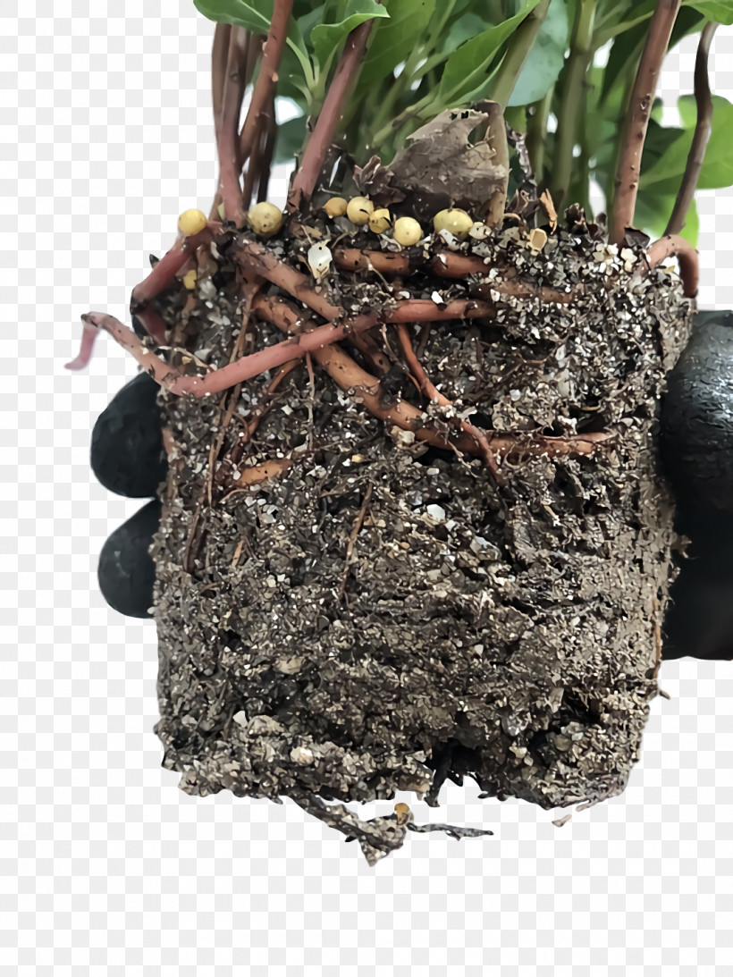Hay Flowerpot Soil Plants Flowerpot Biology, PNG, 1080x1440px, Hay Flowerpot, Biology, Flowerpot, Plants, Science Download Free