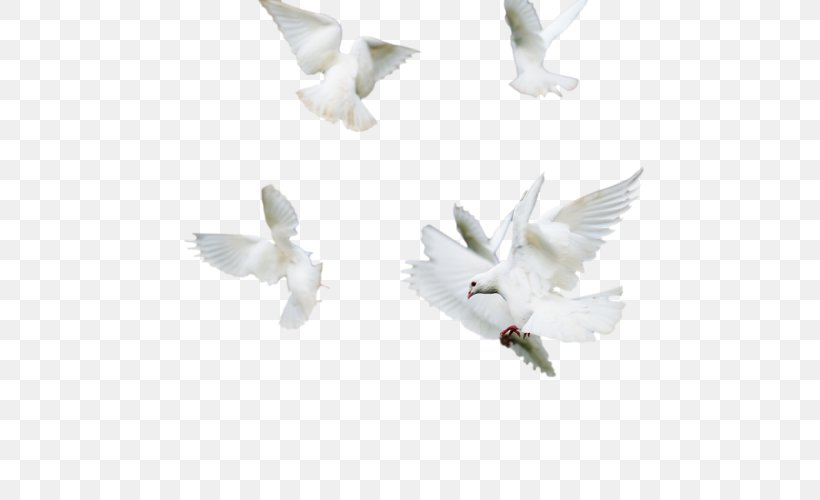Pigeons And Doves Beak Wing, PNG, 500x500px, Columbidae, Beak, Bird, Doves As Symbols, Fauna Download Free