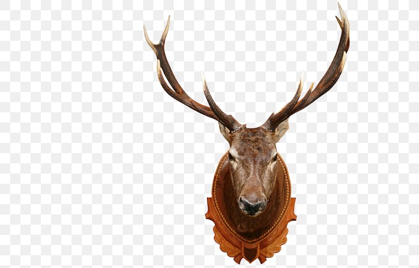 White-tailed Deer Elk Moose Red Deer, PNG, 571x525px, Deer, Antler, Blacktailed Deer, Elk, Horn Download Free