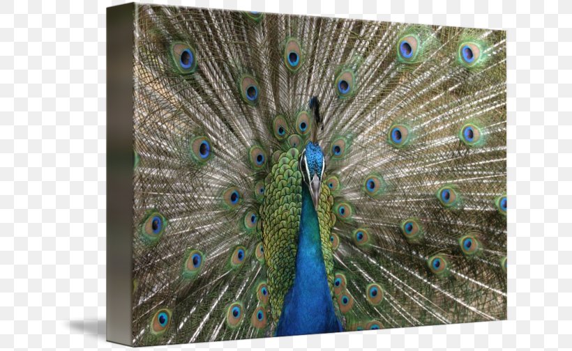 Asiatic Peafowl Bird Galliformes Feather, PNG, 650x504px, Peafowl, Animal, Art, Asiatic Peafowl, Bird Download Free
