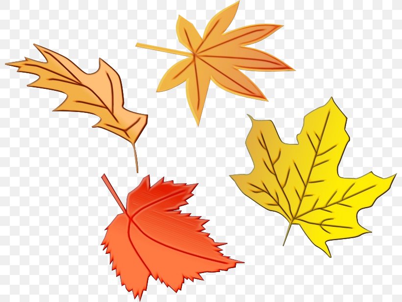 Autumn Leaf Drawing, PNG, 800x615px, Watercolor, Autumn, Autumn Leaf Color, Black Maple, Deciduous Download Free