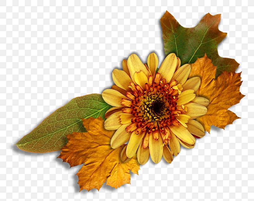 Common Sunflower, PNG, 789x647px, Common Sunflower, Calendula, Chrysanths, Cut Flowers, Daisy Family Download Free