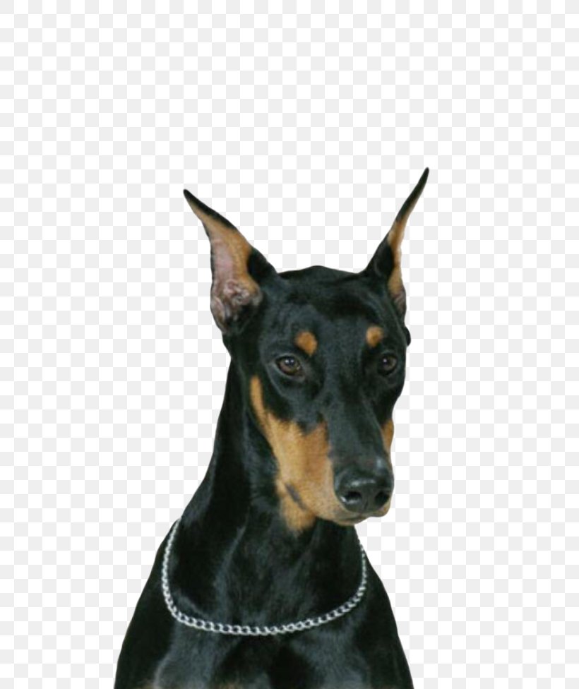 Dobermann Yorkshire Terrier Pug Pet Puppy, PNG, 700x976px, Dobermann, Black And Tan Terrier, Breed, Carnivoran, Collar Download Free
