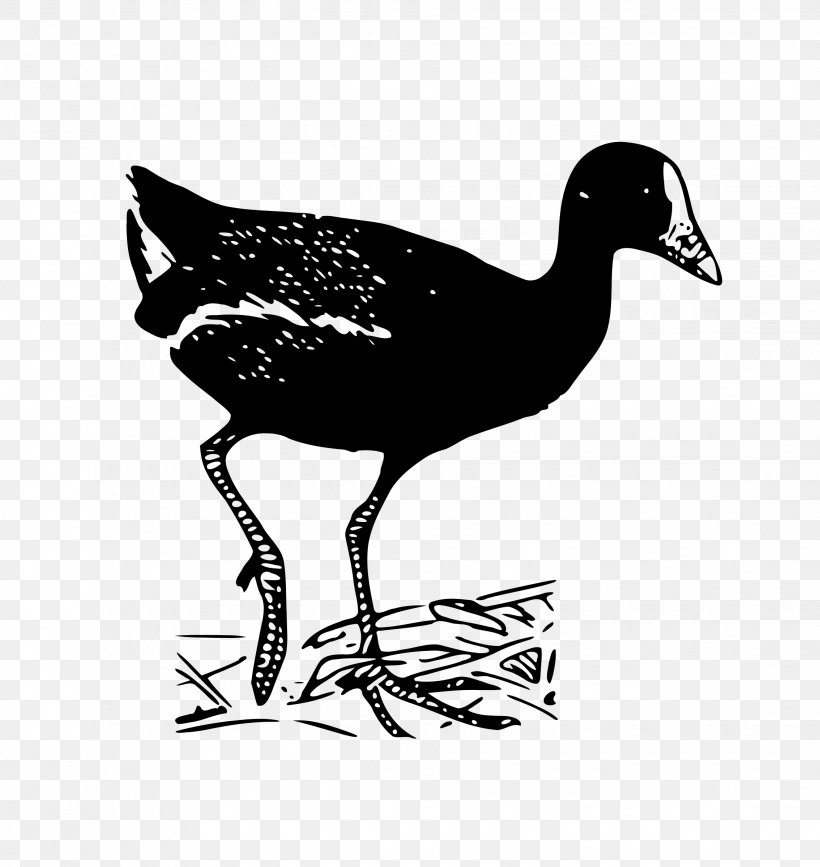Duck Goose Fowl Feather Fauna, PNG, 2268x2400px, Duck, Art, Beak, Bird, Cranelike Bird Download Free