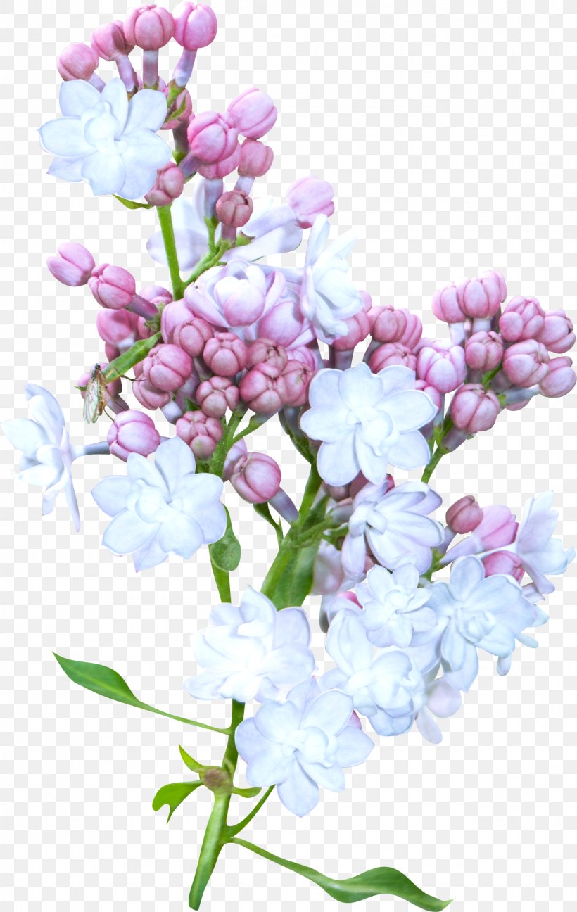 Flower Blue, PNG, 1279x2022px, Flower, Blossom, Blue, Branch, Cherry Blossom Download Free