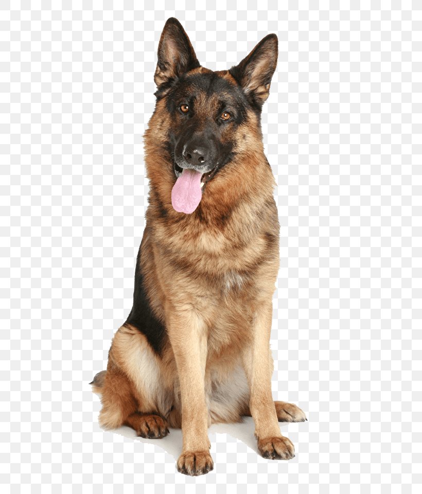 Old German Shepherd Dog Shiloh Shepherd Dog, PNG, 640x960px, German Shepherd, Carnivoran, Display Resolution, Dog, Dog Breed Download Free