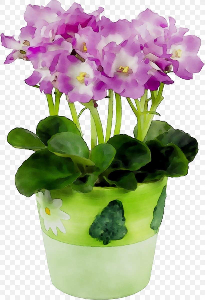 Primrose Cattleya Orchids Flowerpot Moth Orchids, PNG, 942x1379px, Primrose, Cattleya Orchids, Cut Flowers, Family M Invest Doo, Flower Download Free