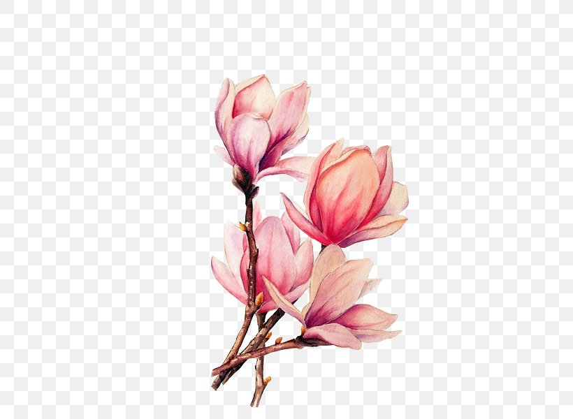 Watercolor Painting Tattoo Drawing Magnolia, PNG, 457x600px, Watercolor Painting, Art, Blossom, Branch, Color Download Free