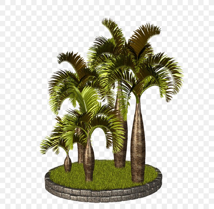 Asian Palmyra Palm Arecaceae Babassu Clip Art, PNG, 634x800px, Asian Palmyra Palm, Arecaceae, Arecales, Attalea Speciosa, Babassu Download Free