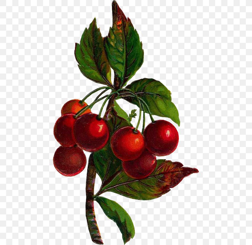 Lingonberry Fruit Clip Art, PNG, 475x800px, Lingonberry, Apple, Berry, Branch, Cherry Download Free