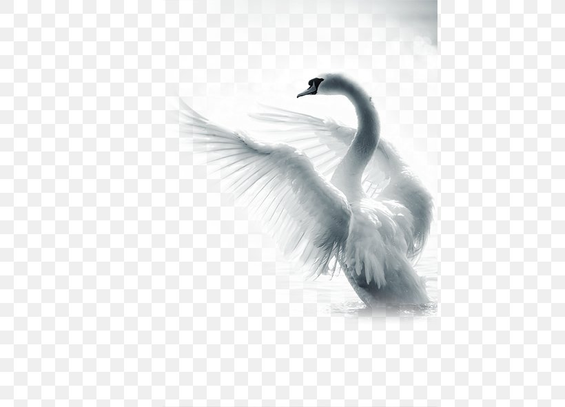 Paper The Demesne Of The Swans Sherwin-Williams Advertising Paint, PNG, 591x591px, Paper, Advertising, Beak, Bird, Black And White Download Free