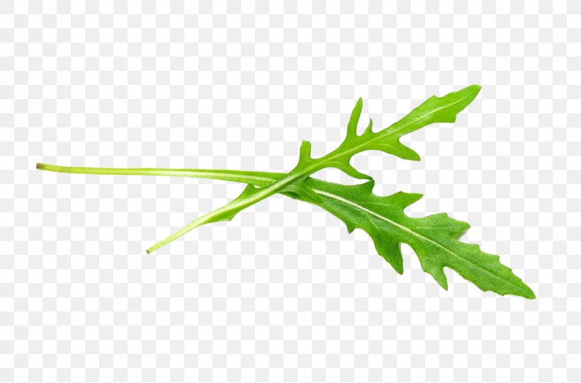 Arugula Vegetable Salad Sesame Leaf, PNG, 1029x679px, Arugula, Cabbage Family, Capsicum Annuum, Chili Oil, Cichorium Endivia Download Free