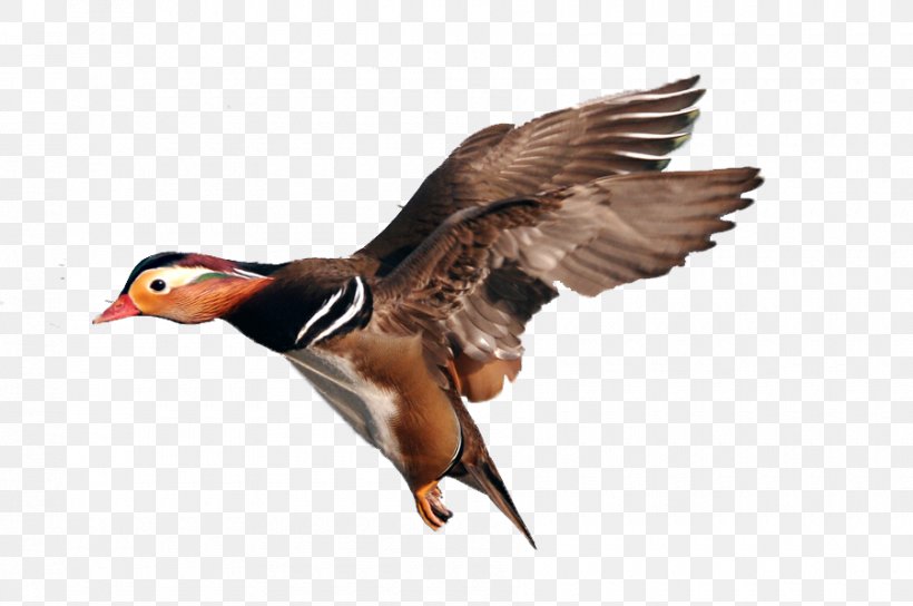 Mallard Mandarin Duck Bird, PNG, 900x598px, Mallard, Animal, Beak, Bird, Cygnini Download Free