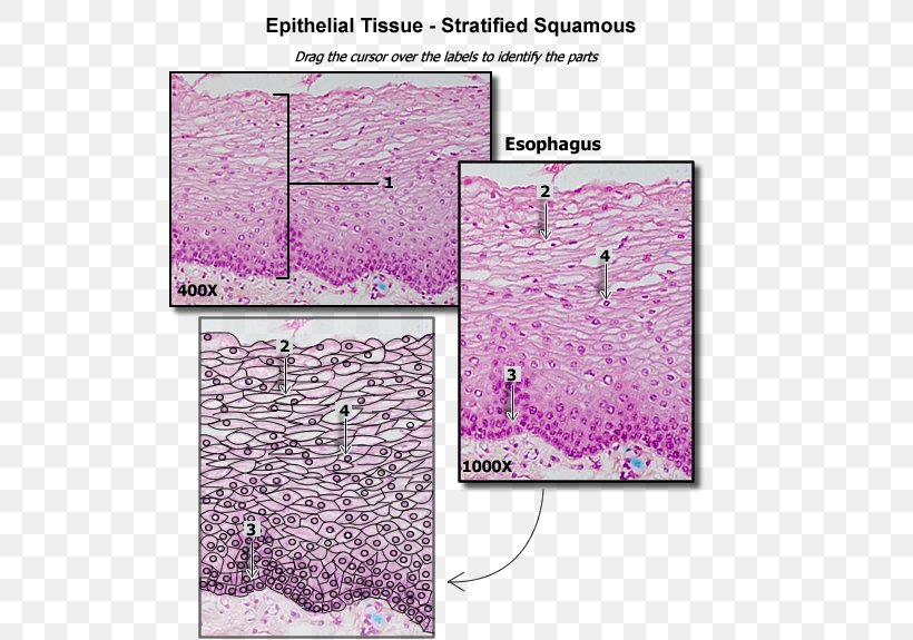Stratified Squamous Epithelium Simple Squamous Epithelium Simple Cuboidal Epithelium Simple Columnar Epithelium, PNG, 550x575px, Stratified Squamous Epithelium, Anatomical Terminology, Anatomy, Area, Cell Download Free