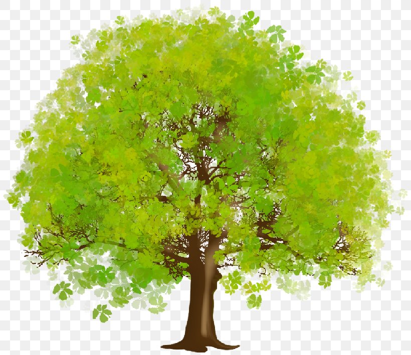 Tree Desktop Wallpaper Clip Art, PNG, 819x709px, Tree, American Sycamore, Branch, Houseplant, Leaf Download Free