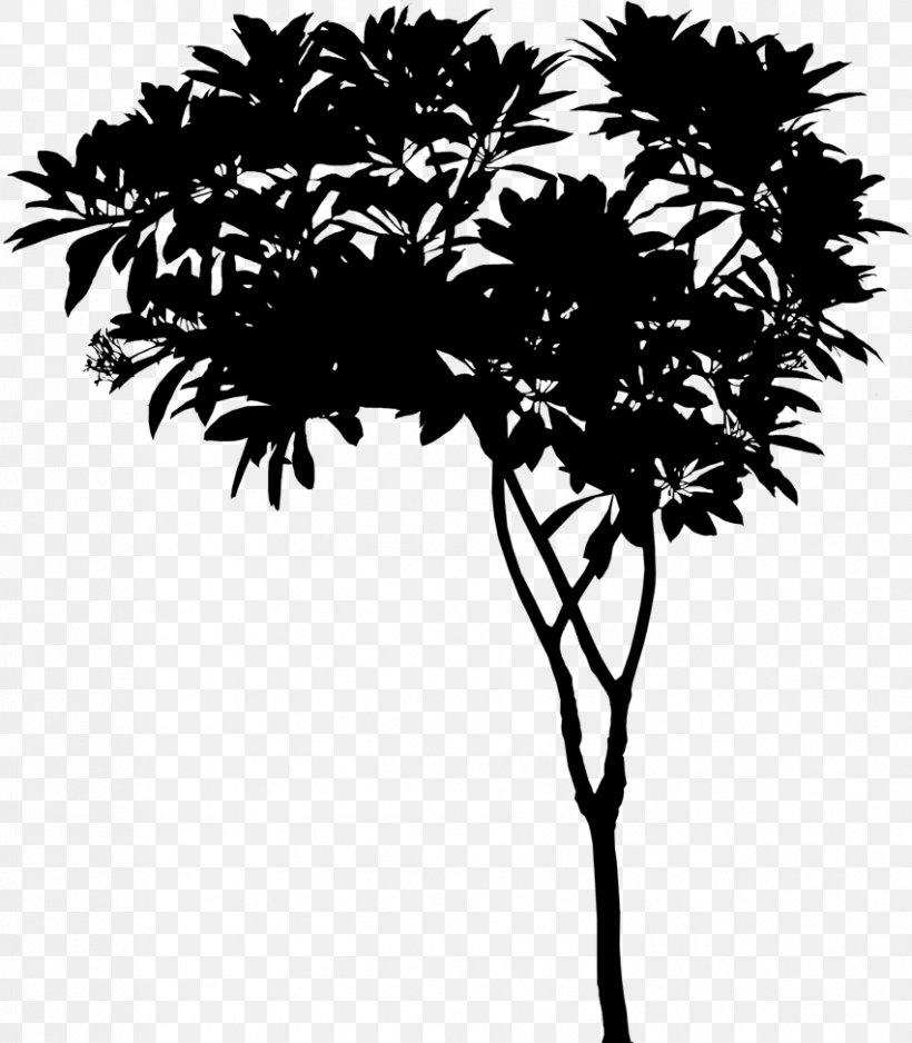 Asian Palmyra Palm Palm Trees Leaf Plant Stem Twig, PNG, 851x974px, Asian Palmyra Palm, Arecales, Blackandwhite, Borassus, Botany Download Free