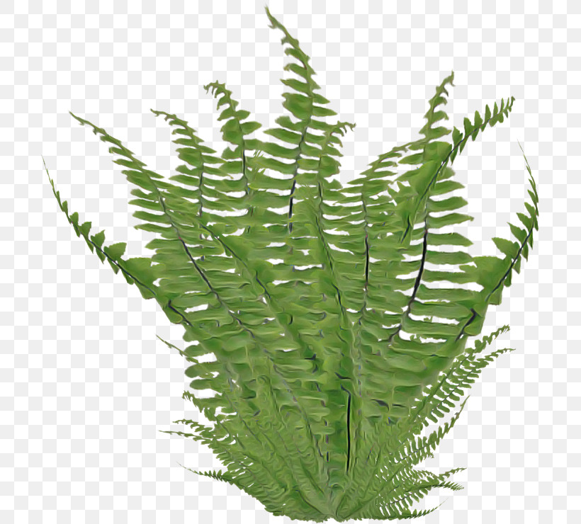 Fern, PNG, 705x740px, Ostrich Fern, Branch, Fern, Grasses, Horsetail Family Download Free