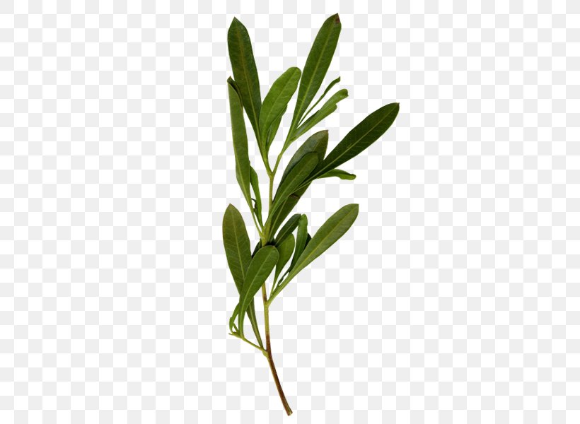 Leaf Petal Tree Plant Collecting, PNG, 600x600px, Leaf, Flower, Grass, Herb, Mockup Download Free