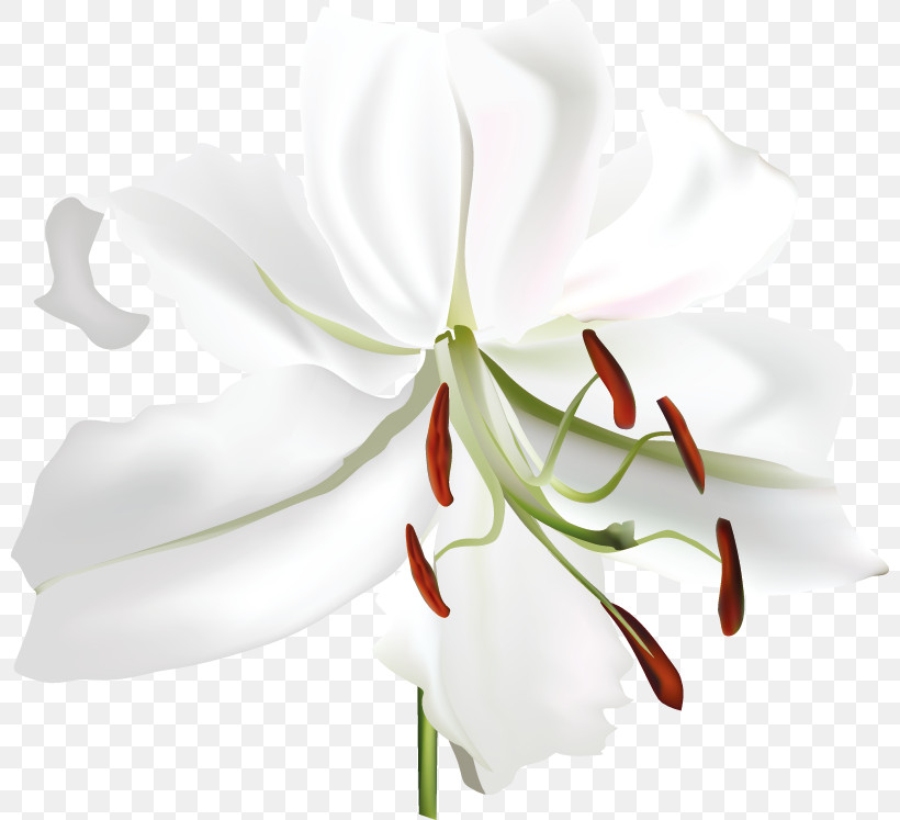 Lily Flower, PNG, 800x747px, Lily Flower, Amaryllis, Biology, Cut Flowers, Flower Download Free