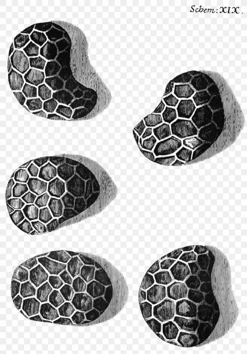 Micrographia Or Some Physiological Descriptions Of Minute Bodies Cell Freshwater Science, PNG, 2034x2909px, Micrographia, Biology, Black And White, Botanical Illustration, Cell Download Free