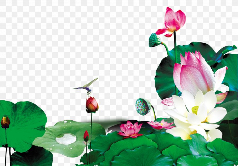 Xiazhi Leaf, PNG, 2480x1728px, Xiazhi, Aquatic Plant, Art, Flora, Floral Design Download Free