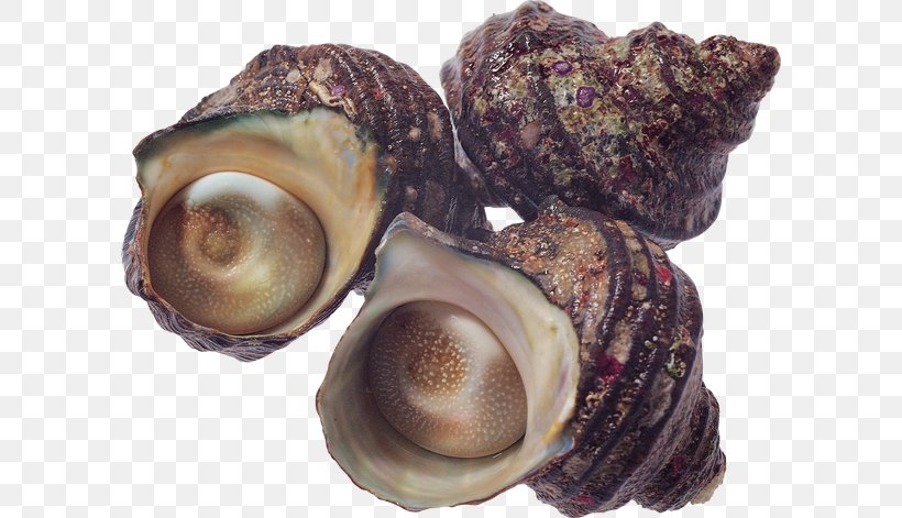 Cockle Sea Snail Seashell Conchology, PNG, 600x471px, Cockle, Abalone, Baltic Clam, Clam, Clams Oysters Mussels And Scallops Download Free