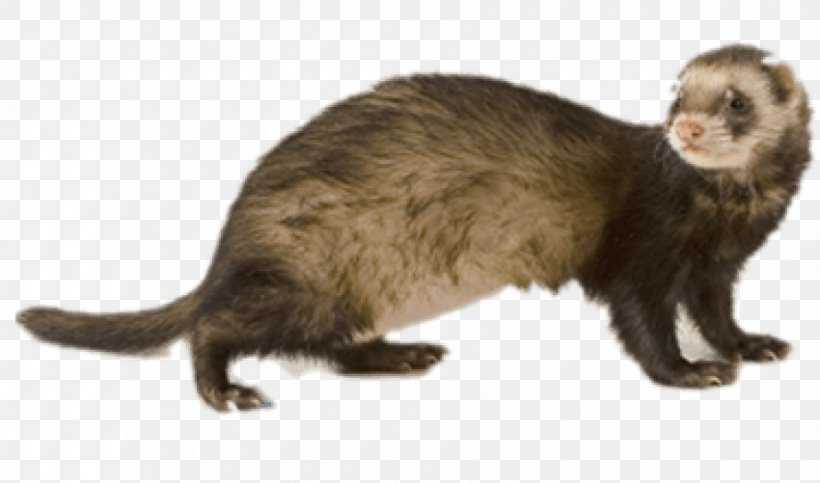 The Ferret Cat Image, PNG, 850x501px, Ferret, Carnivoran, Cat, Fauna, Fur Download Free