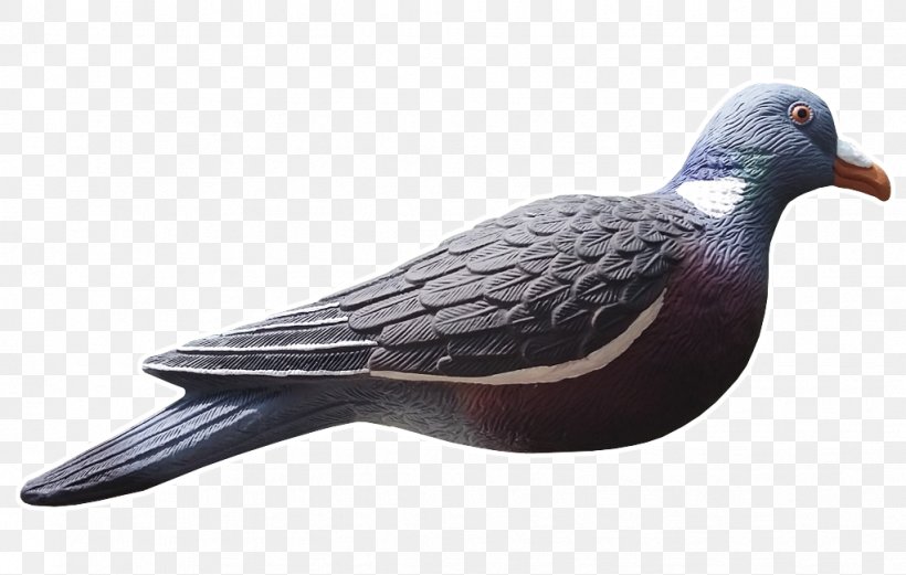 Columbidae Common Wood Pigeon Decoy Hunting Appelant, PNG, 1022x650px, Columbidae, Appelant, Beak, Bird, Chard Download Free
