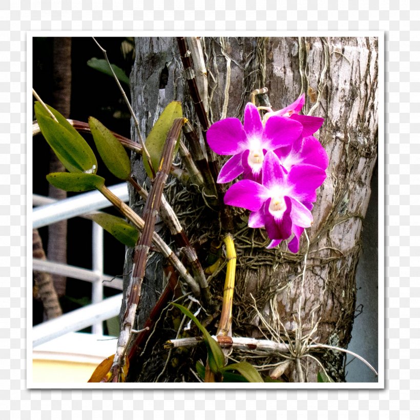 Dendrobium Cattleya Orchids Flora Moth Orchids Violet, PNG, 1600x1600px, Dendrobium, Cattleya, Cattleya Orchids, Family, Family Film Download Free