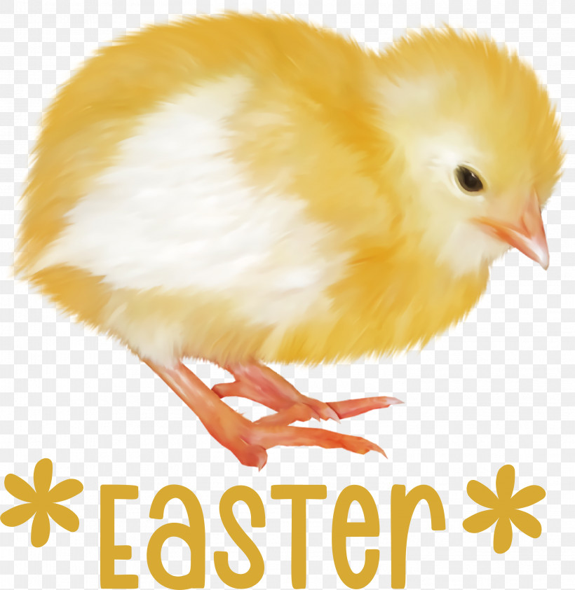 Easter Chicken Ducklings Easter Day Happy Easter, PNG, 2953x3034px, Easter Day, Beak, Biology, Chicken, Feather Download Free
