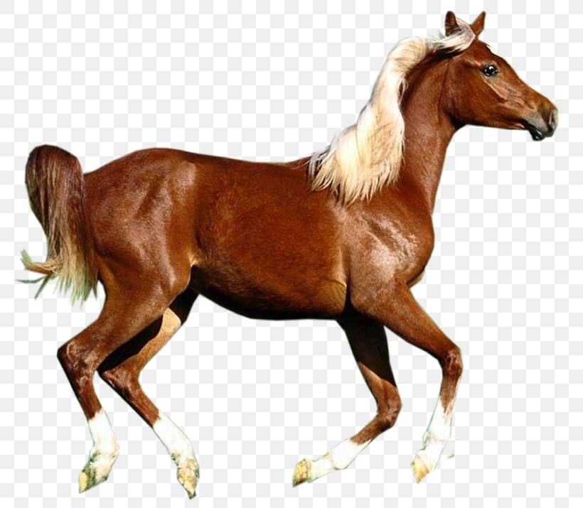Horse Image Clip Art Computer File, PNG, 800x715px, Horse, Animal Figure, Bridle, Colt, Document Download Free