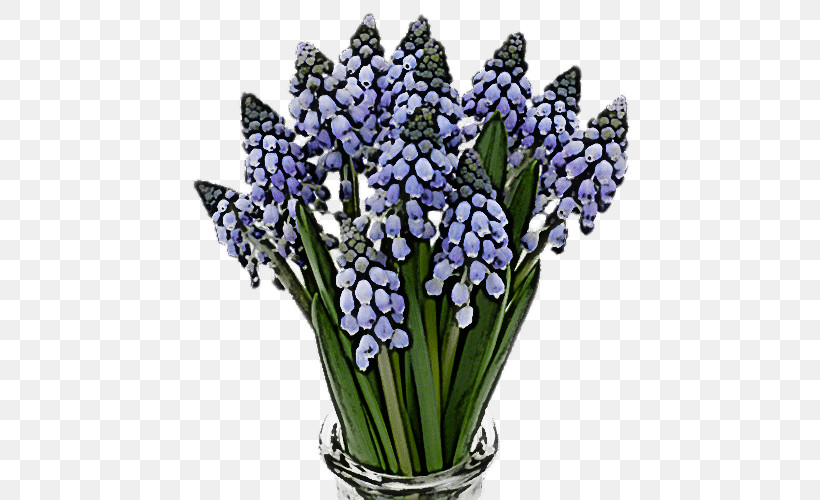 Lavender, PNG, 500x500px, Flower, Bouquet, Cut Flowers, Grape Hyacinth, Lavender Download Free