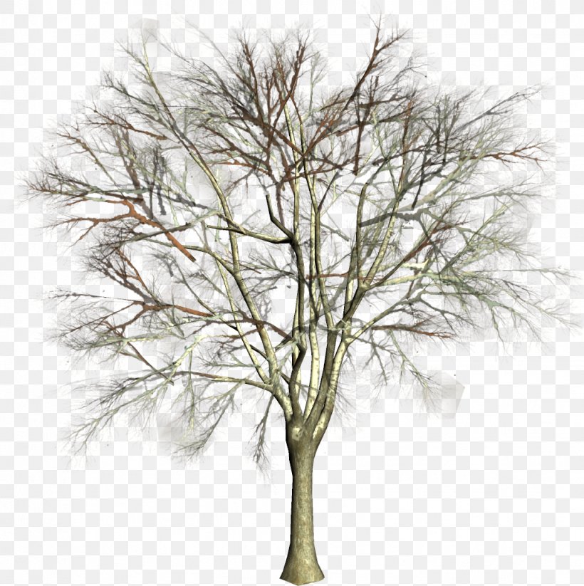 Tree Twig Clip Art Conifers, PNG, 1022x1026px, Tree, Branch, Conifers, Forest, Garden Download Free